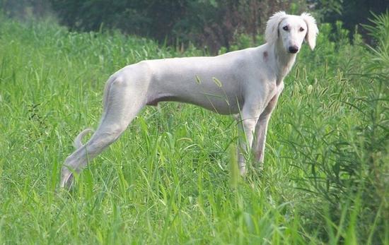 郎世宁画笔下的中国猎犬