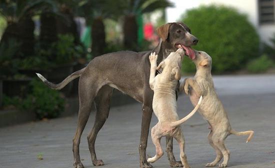 郎世宁画笔下的中国猎犬