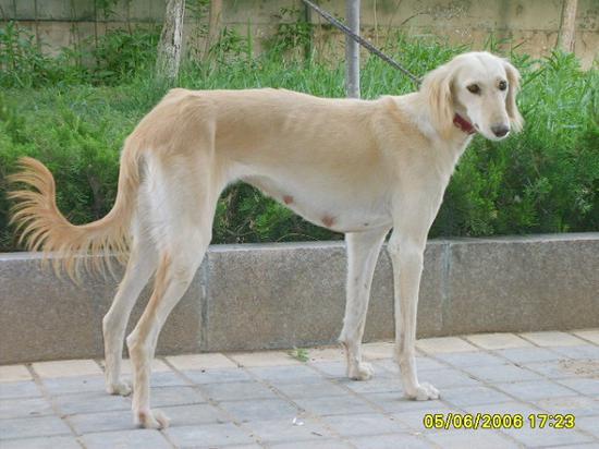 郎世宁画笔下的中国猎犬