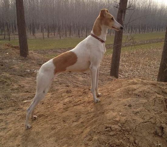 郎世宁画笔下的中国猎犬