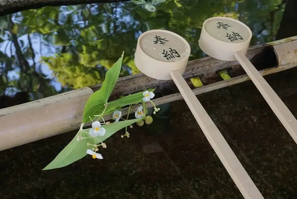 有一天我正在拔草，脑袋被佛菩萨打了一下 | 旅居笔记